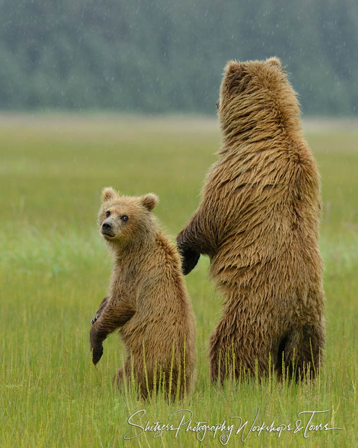 Grizzly Bears Stand and Look around