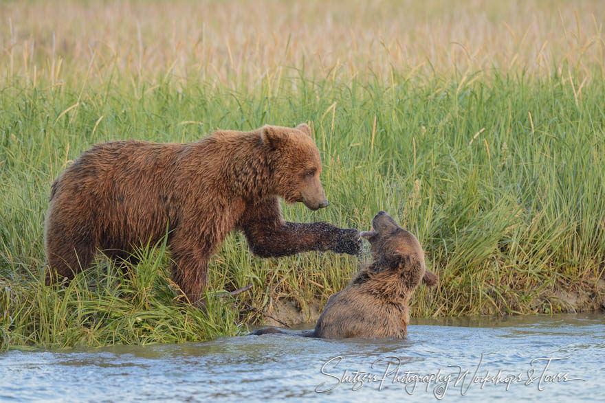 Grizzly Bears play fight