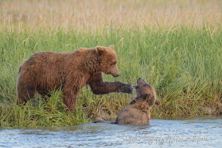 Grizzly Bears play fight 20140716 205049