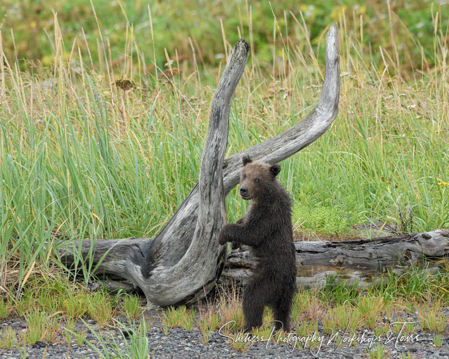 Grizzly Cub plays with drift wood