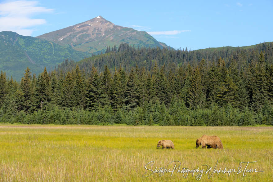 Grizzly bear and her cub cross a pretty meadow