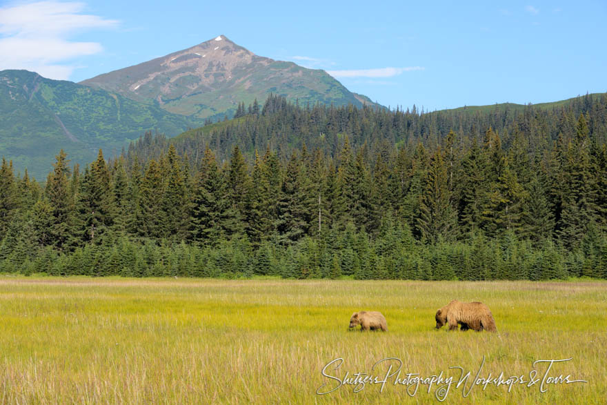 Grizzly bear and her cub cross a pretty meadow 20140716 101233