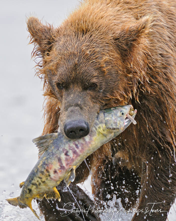 Grizzly bear carrying huge salmon