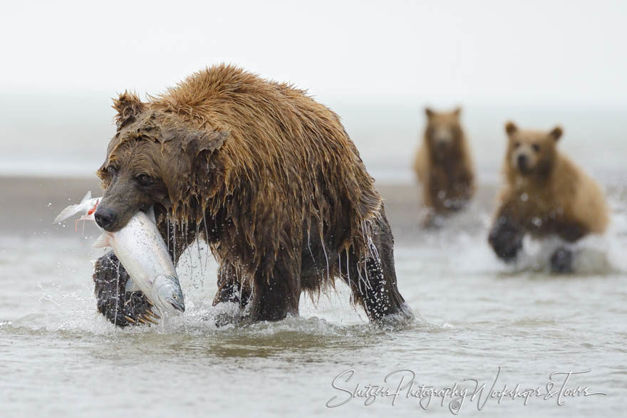 Grizzly bear catches salmon as cubs chase