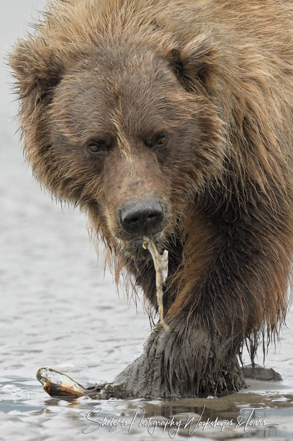 Grizzly bear clamming close-up