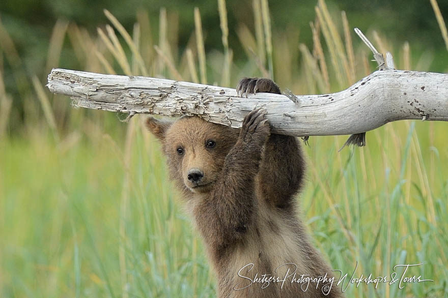 Grizzly bear cub hangs onto tree