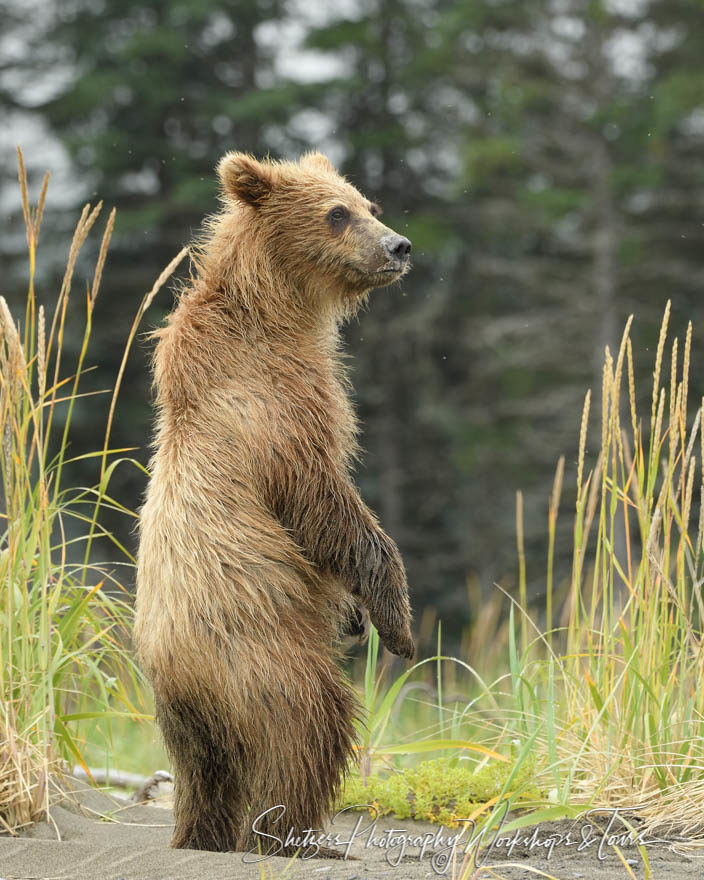 Grizzly bear cub standing tall