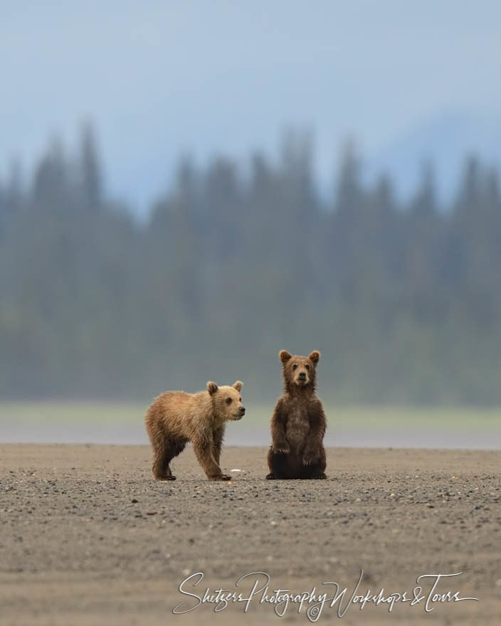 Grizzly bear cubs stick together on beach in Alaska