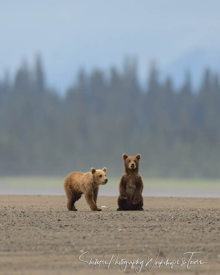 Grizzly bear cubs stick together on beach in Alaska 20130803 092642