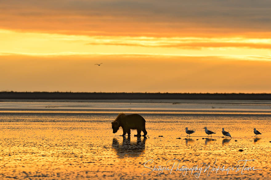 Grizzly bear digs for clams at sunrise