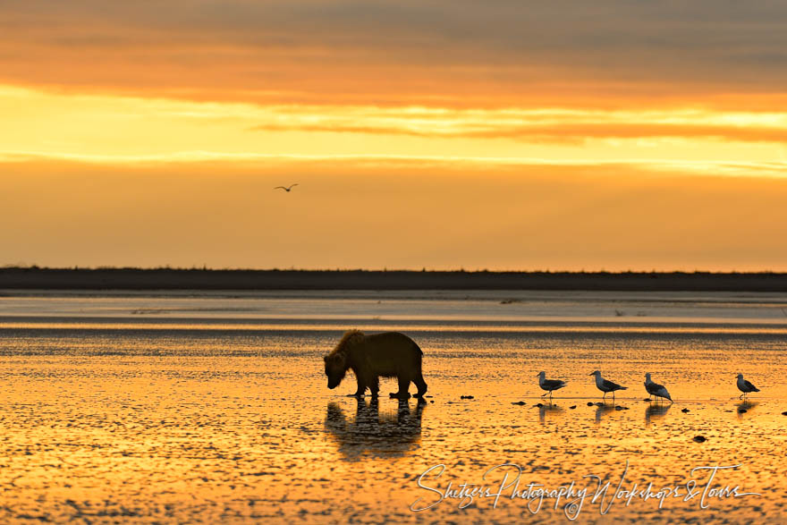 Grizzly bear digs for clams at sunrise 20130801 083007