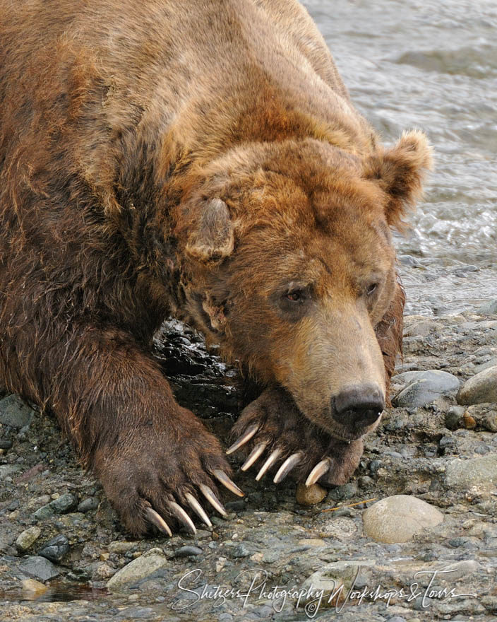 Grizzly bear displays claws while resting on beach