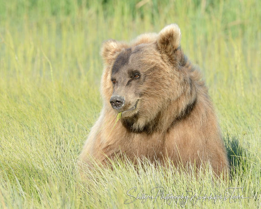 Grizzly bear eats sedge