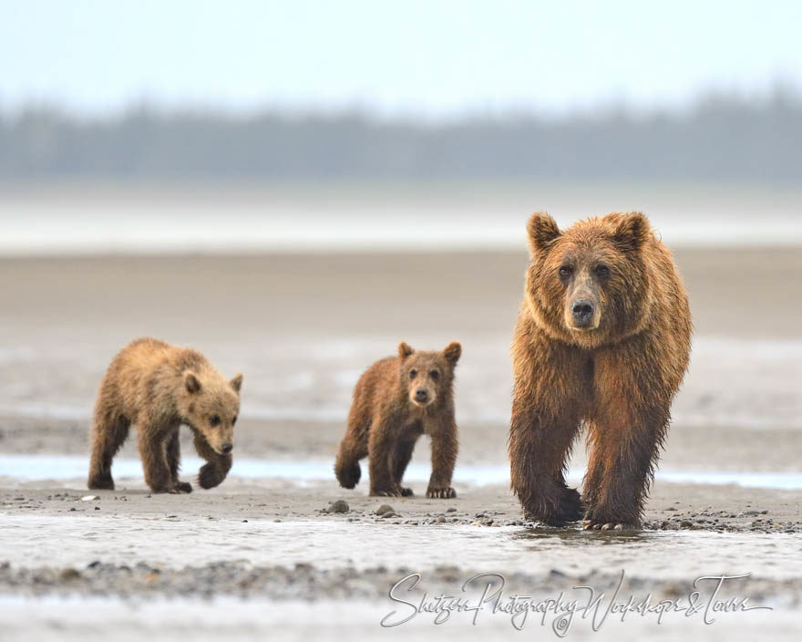 Grizzly bear family walks along beach