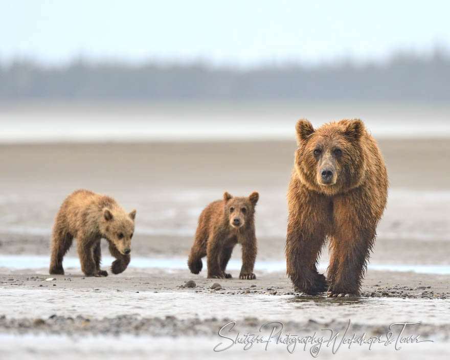 Grizzly bear family walks along beach 20130803 092107