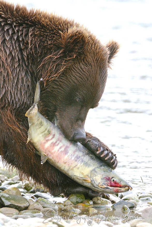 Grizzly bear feasting on salmon