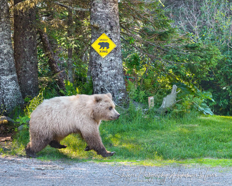 Grizzly bear in front of “grizzly crossing” sign
