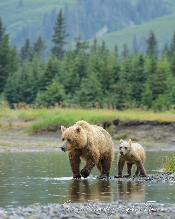 Grizzly bear leads cub through water
