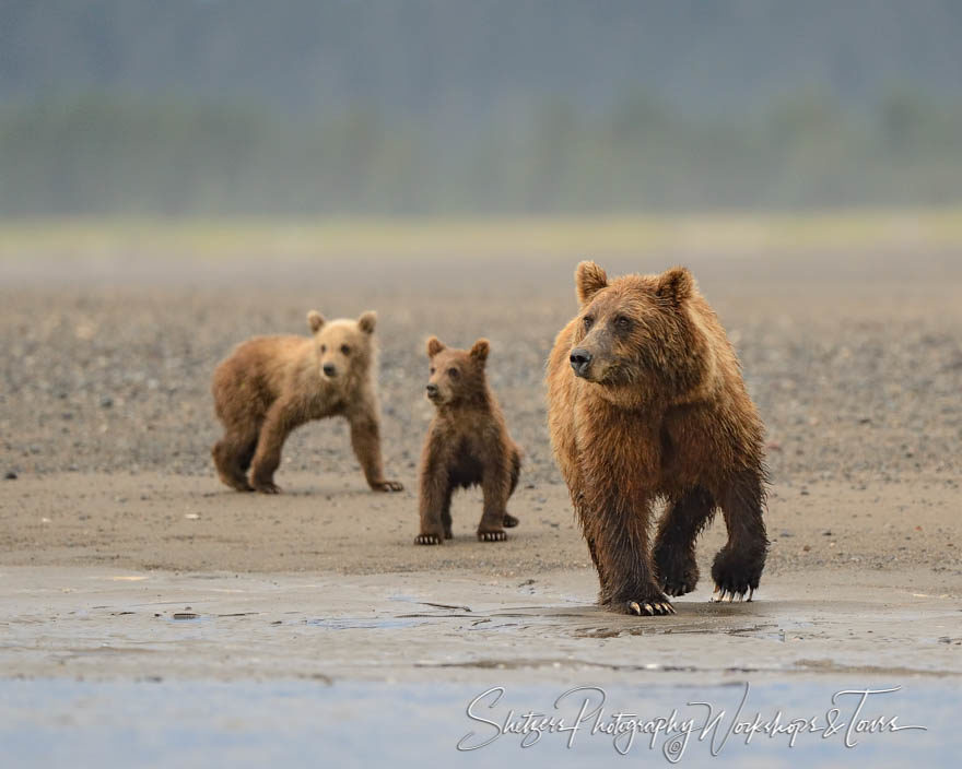 Grizzly bear leads cubs along coasts of Alaska