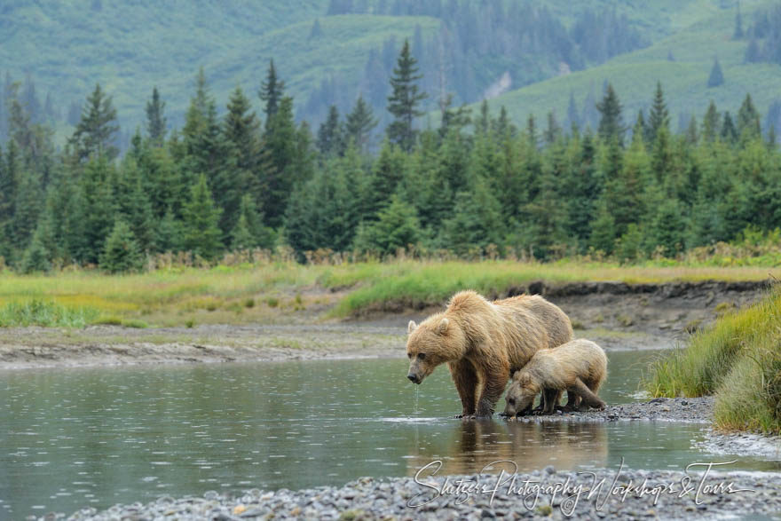 Grizzly bear mom and cub drink water