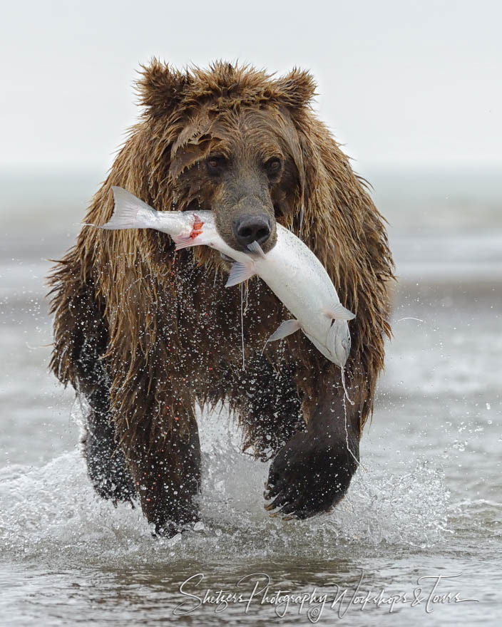 Grizzly bear running with salmon in mouth