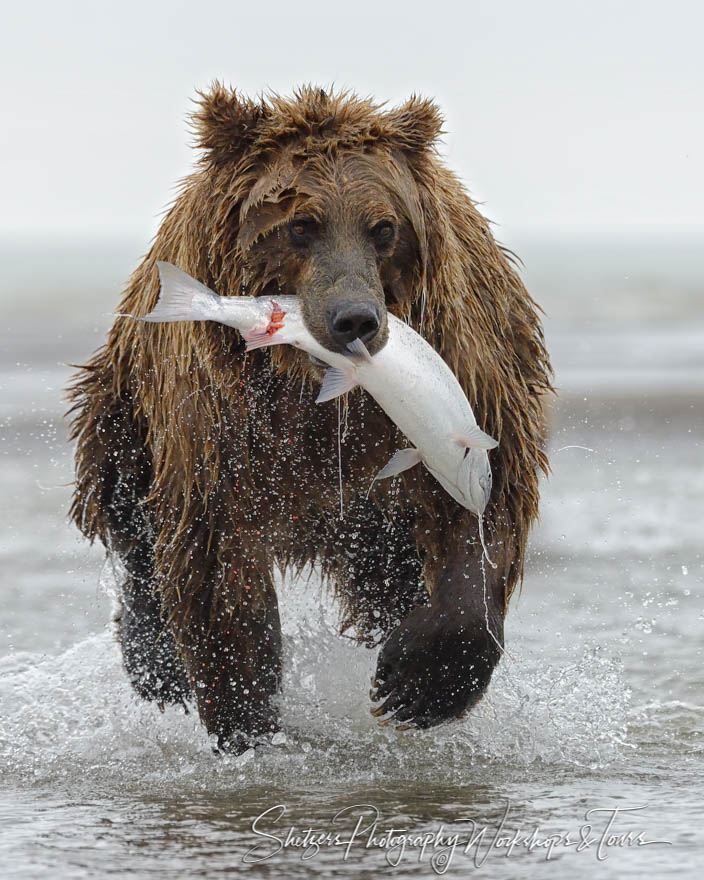 Grizzly bear running with salmon in mouth 20170725 111013