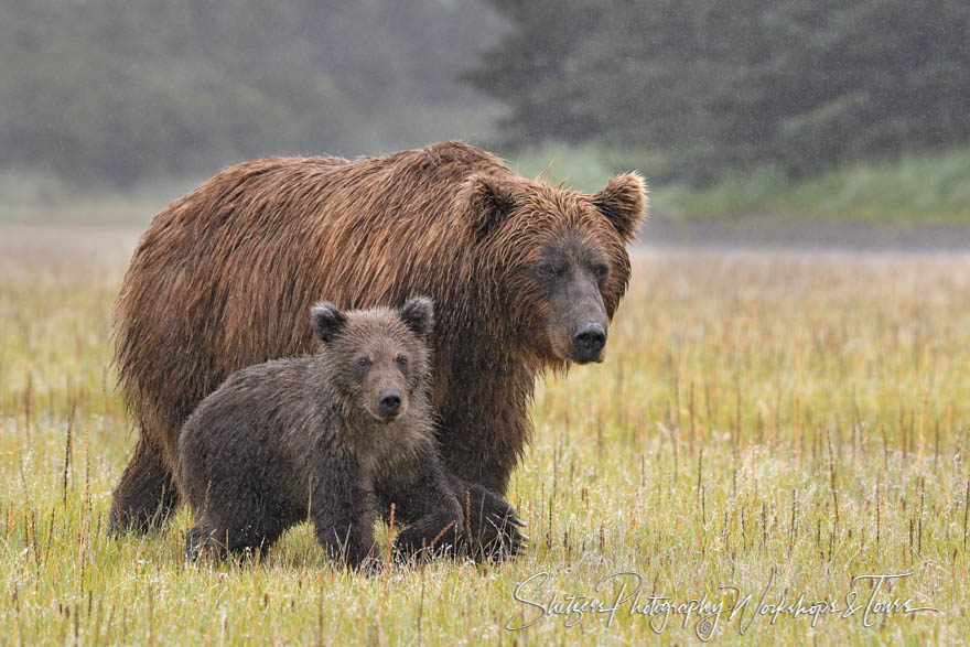 Grizzly bear sow and cub in the rain