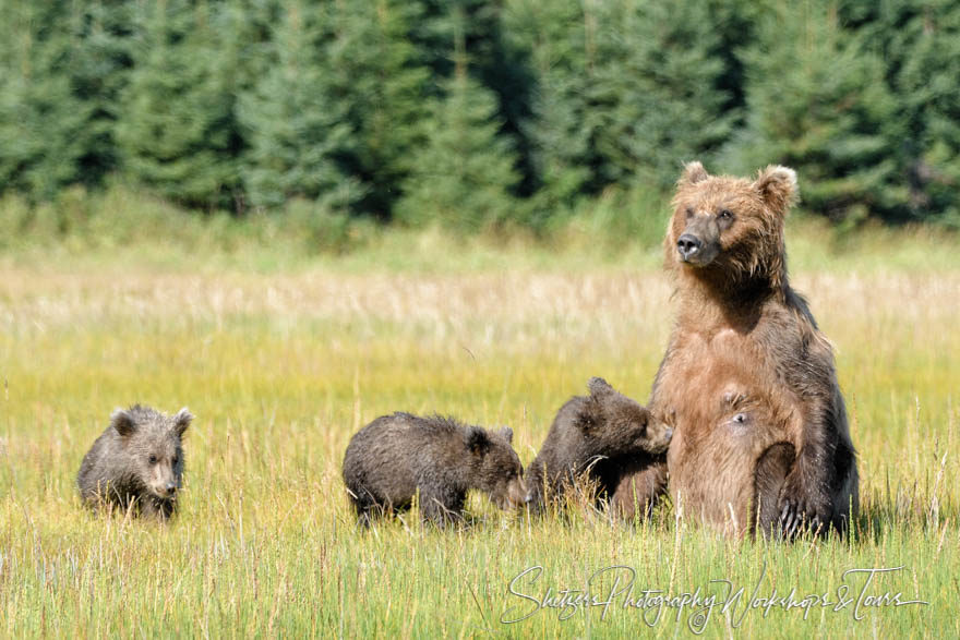 Grizzly bear sow nurses cub