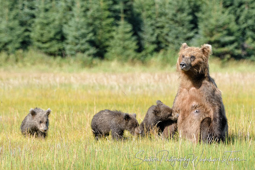 Grizzly bear sow nurses cub 20160802 191016