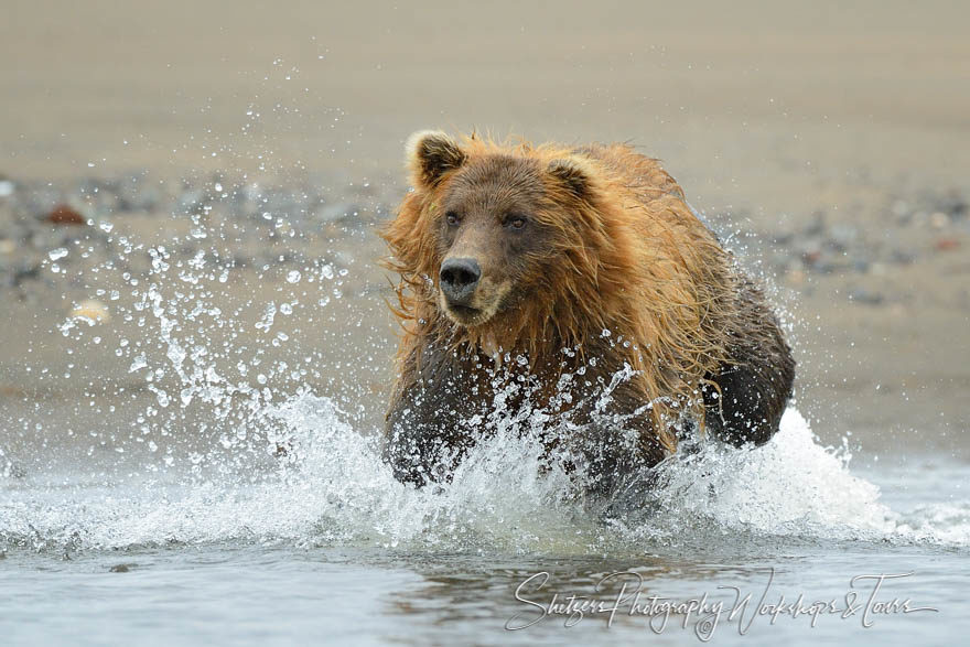 Grizzly bear splashes into water