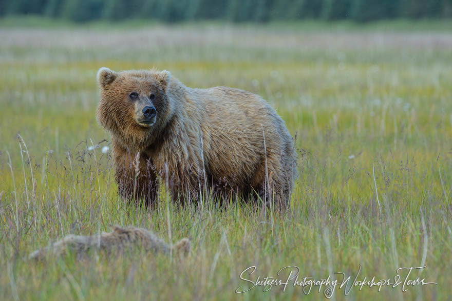Grizzly bear standing sentinel in a field