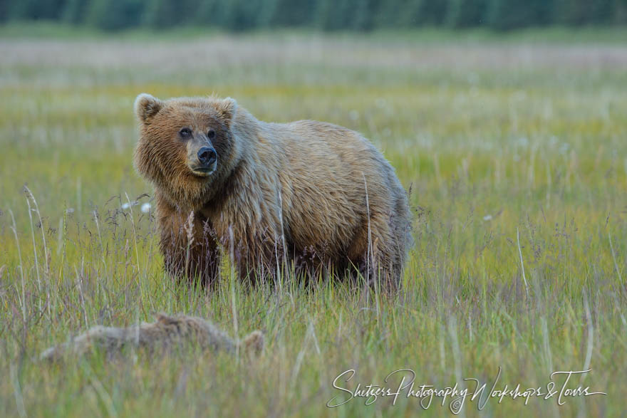 Grizzly bear standing sentinel in a field 20140716 085501
