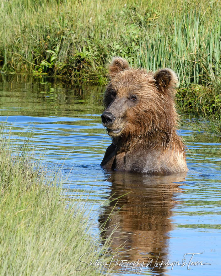 Grizzly bear swimming