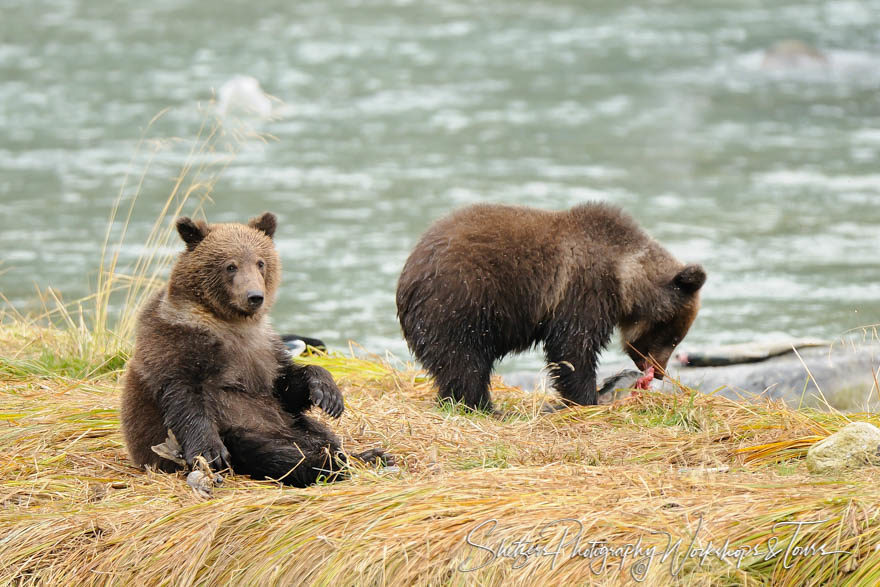 Grizzly bear twins relax on the Chilkoot River