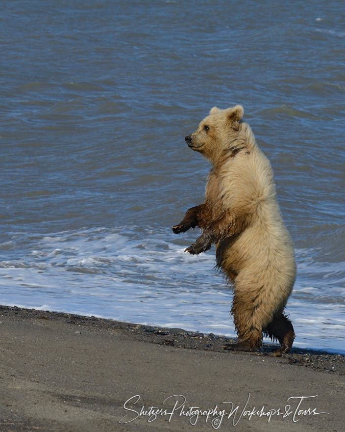 Grizzly bear walking on two feet on a beach