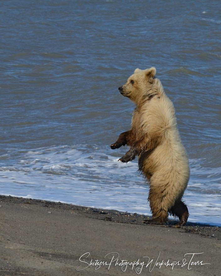 Grizzly bear walking on two feet on a beach 20140717 183400