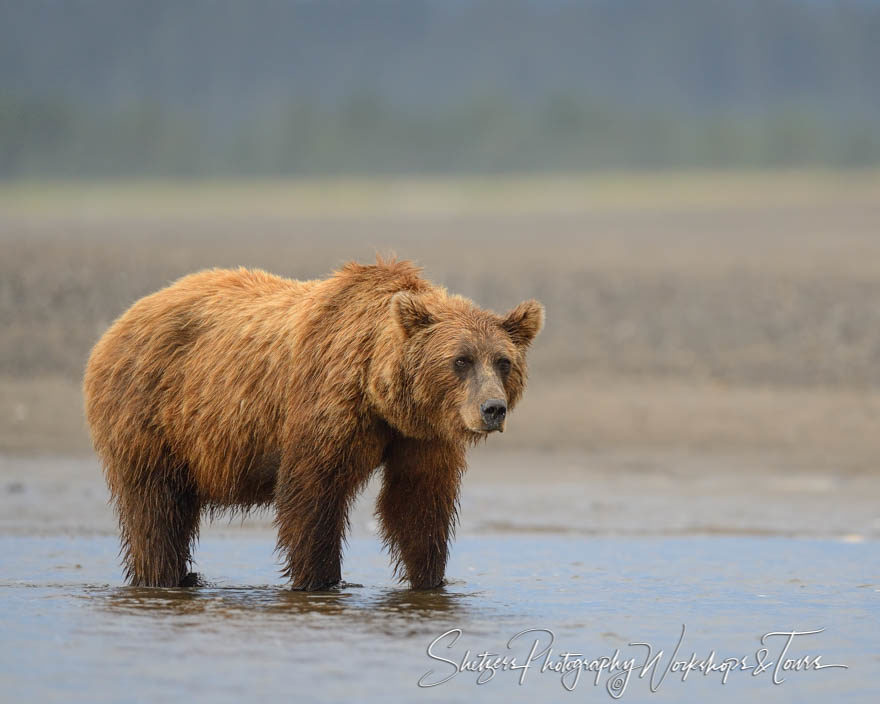 Grizzly bear walks through the water