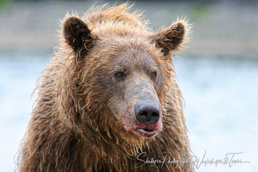 Grizzly bear with bloody snout
