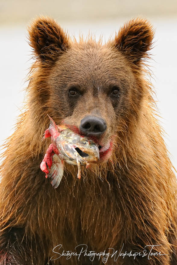 Grizzly bear with salmon looking directly at camera