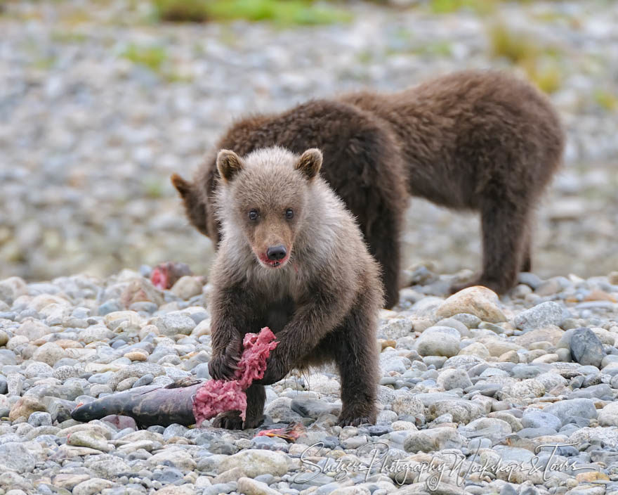Grizzly bear with white fur eating Salmon