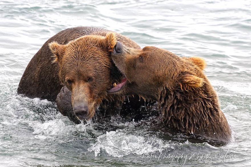 Grizzly bears fight in river