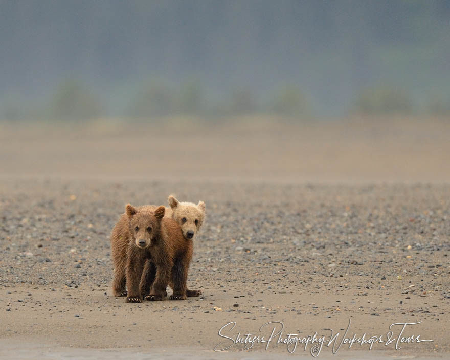 Grizzly cubs stick together on beach