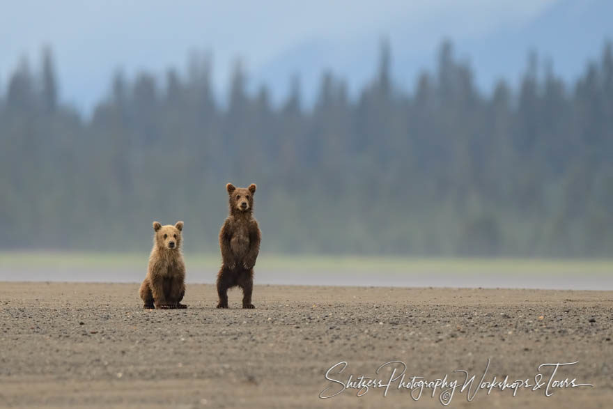 Grizzly cubs watch the photographers on the beach