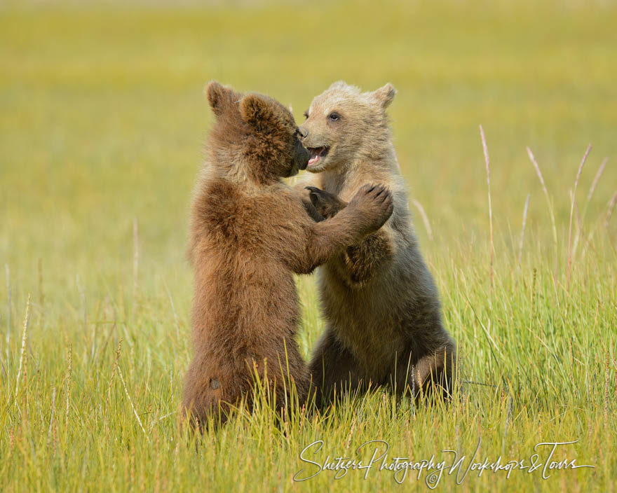 Grizzly cubs wrestle on hind legs