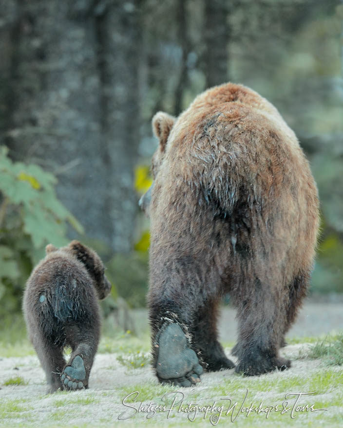 Grizzly mother and cub stroll through forest together