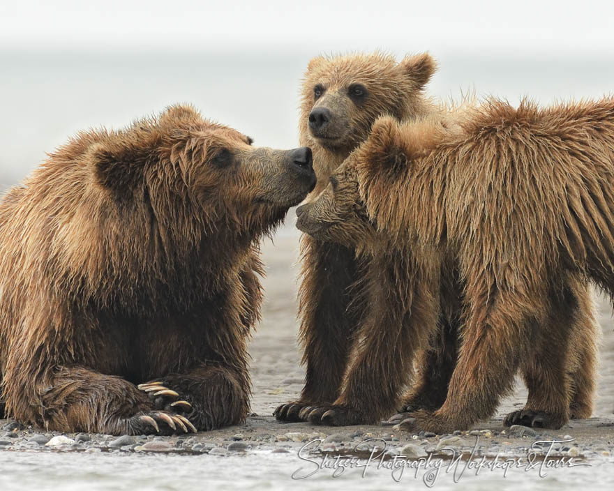 Grizzy bear family up close