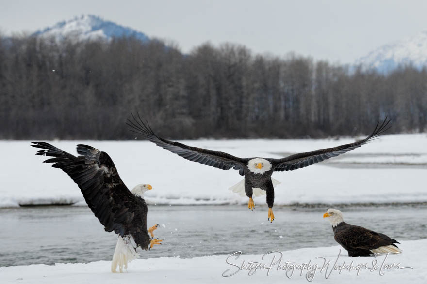 Group of bald eagles come together for winter in Alaska