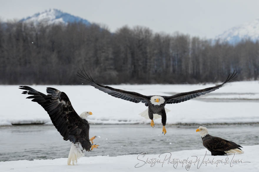 Group of bald eagles come together for winter in Alaska 20121119 160901