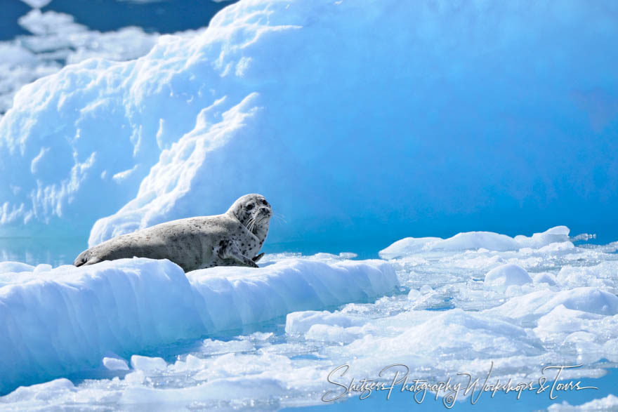 Harbor Seal on Ice in the Columbia Glacier Alaska