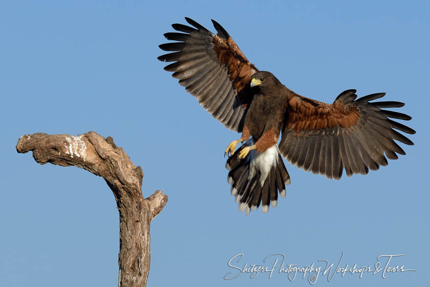 Harris’s Hawk in flight